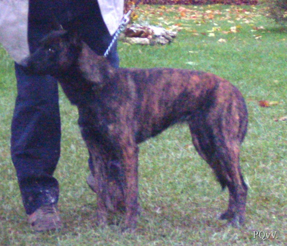  Gylis de la Cite des Maraudeurs